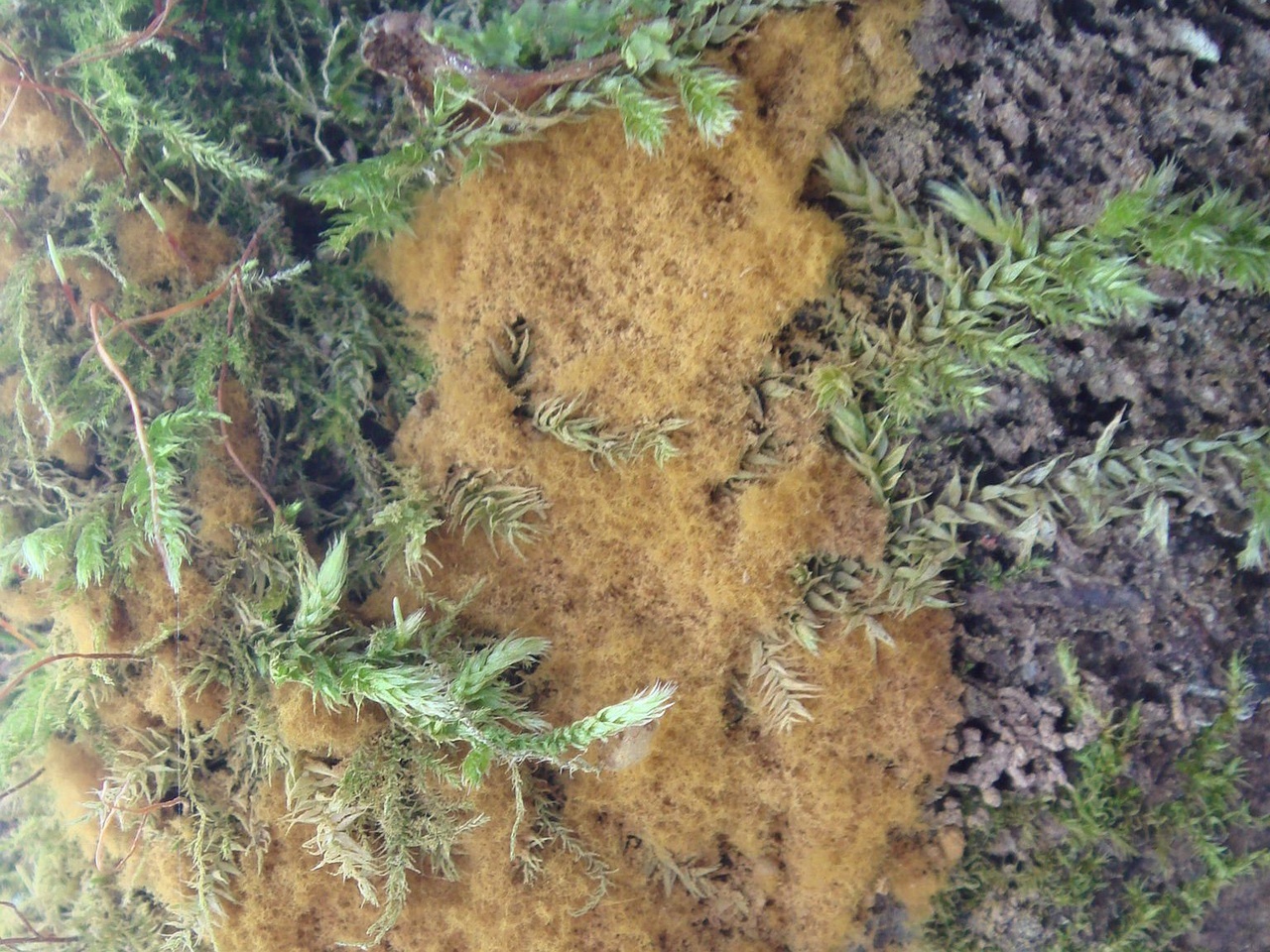 fungi-0003006