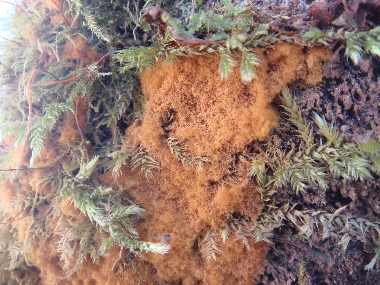 fungi-0003015