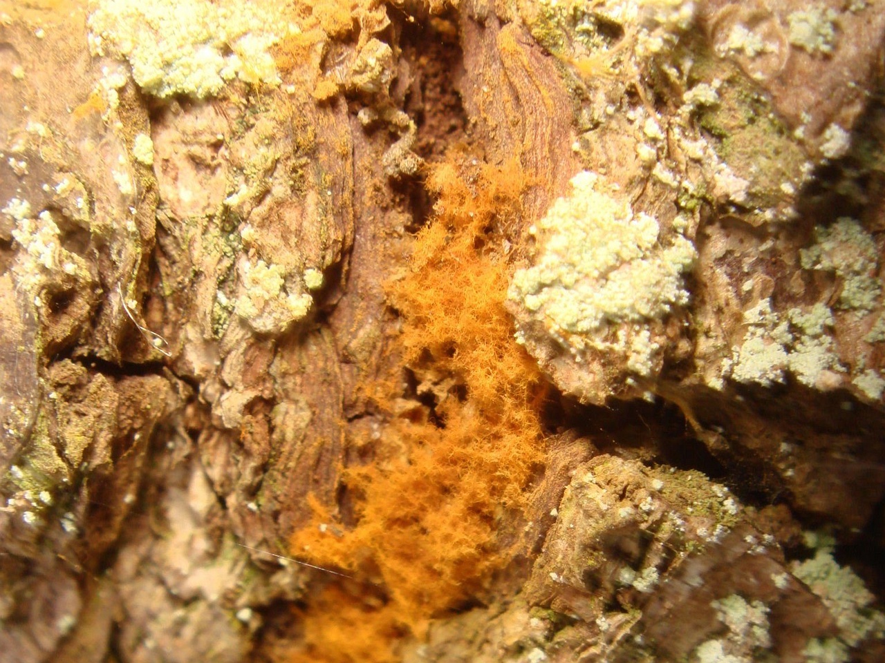 fungi-0003036
