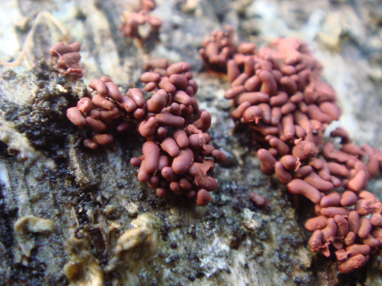 fungi-0001533