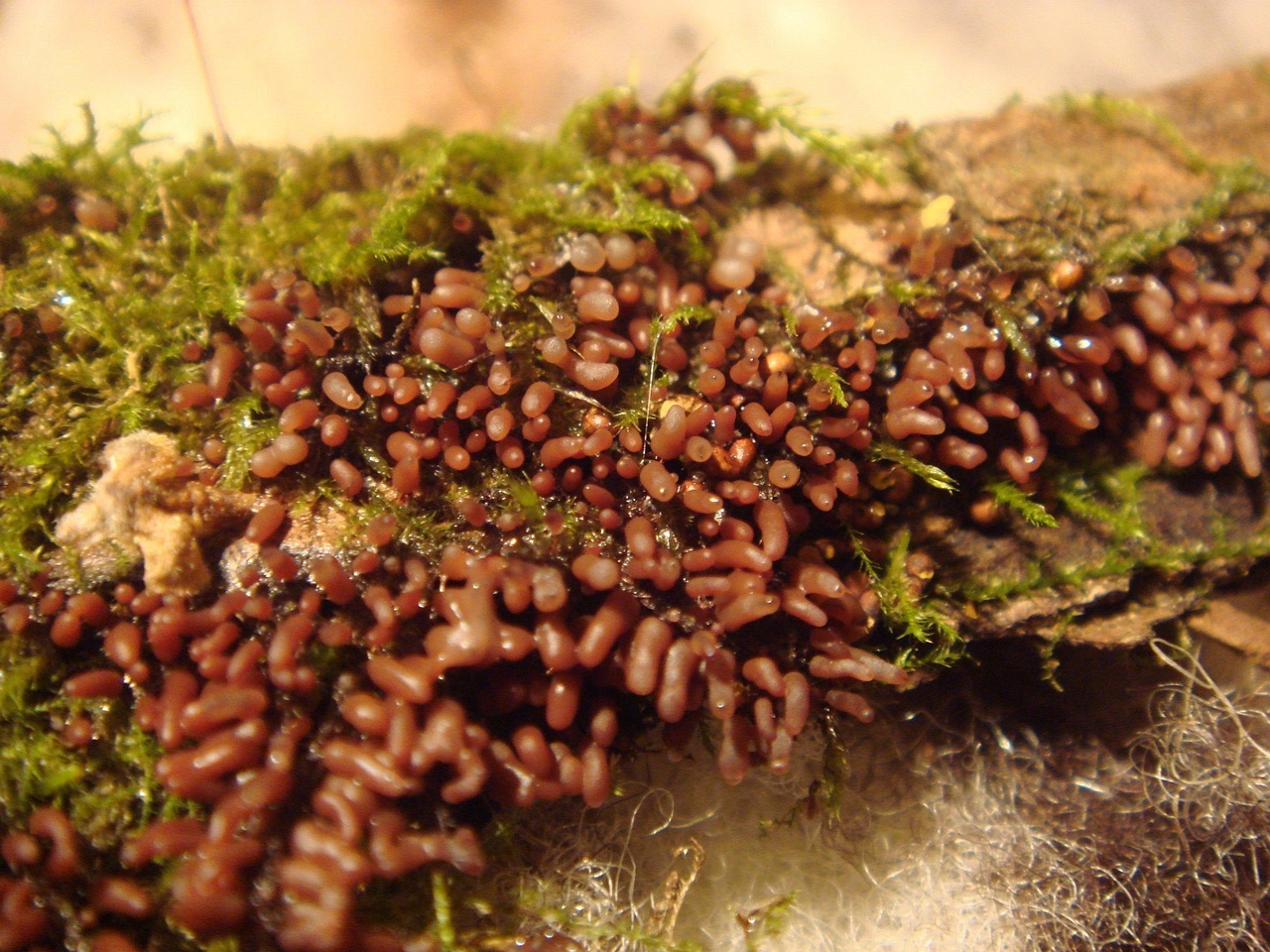 fungi-0001573