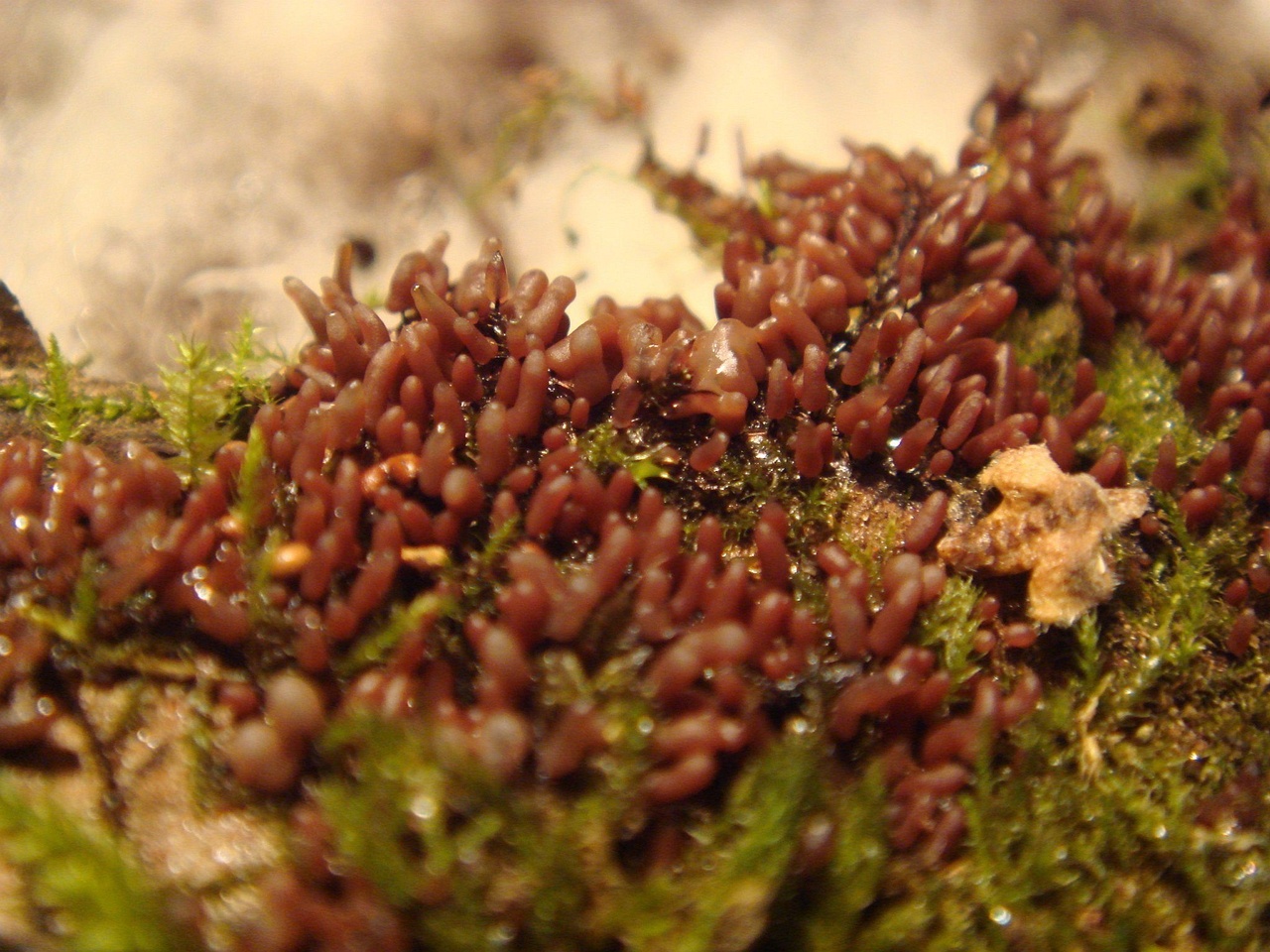 fungi-0001574