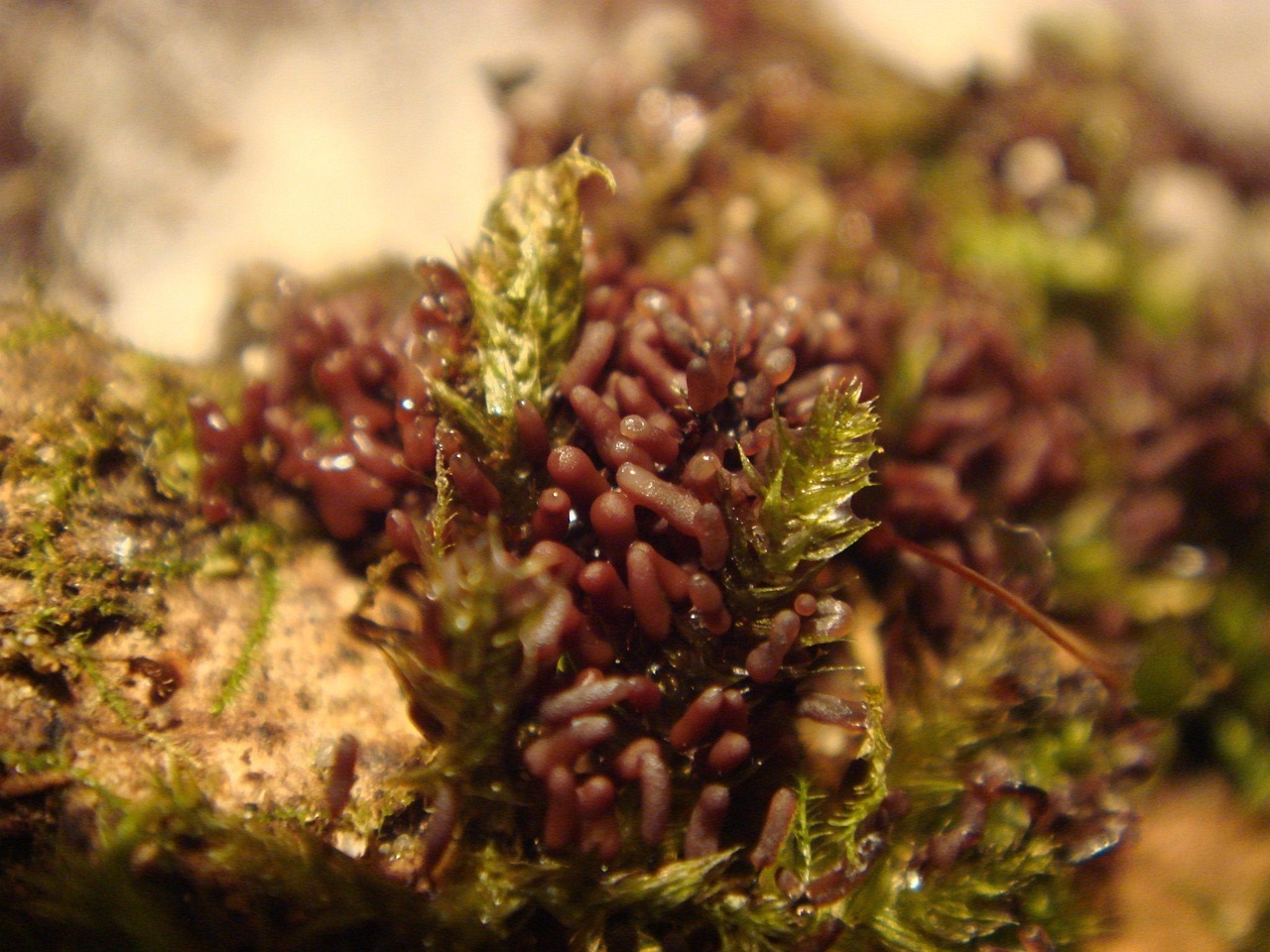 fungi-0001576