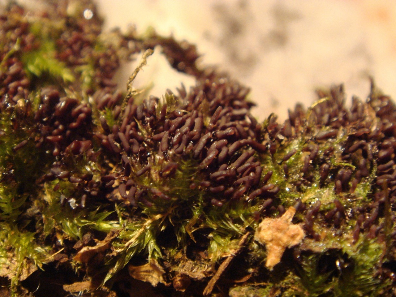 fungi-0001577