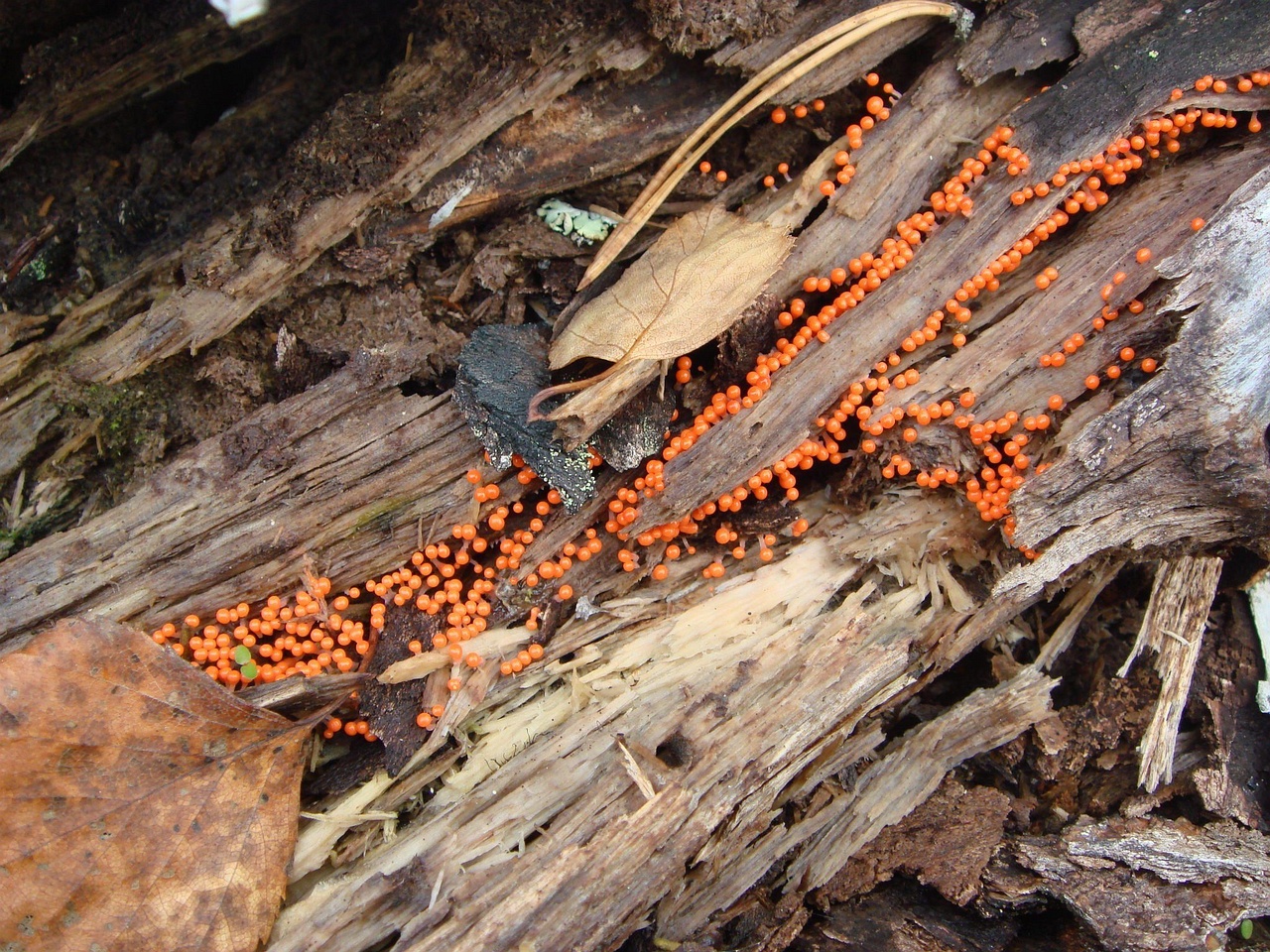 fungi-0000305