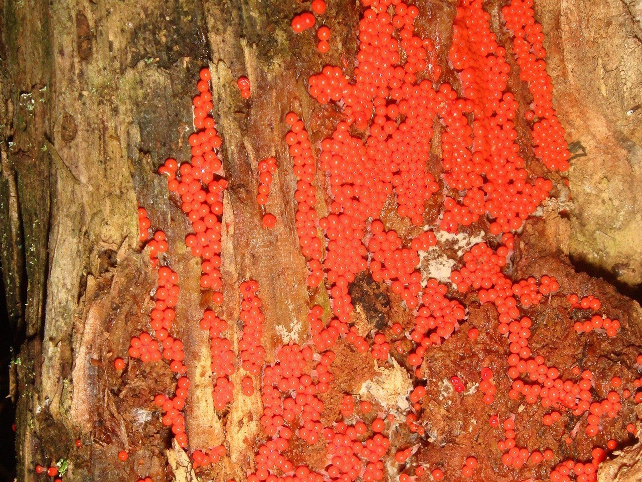fungi-0000987