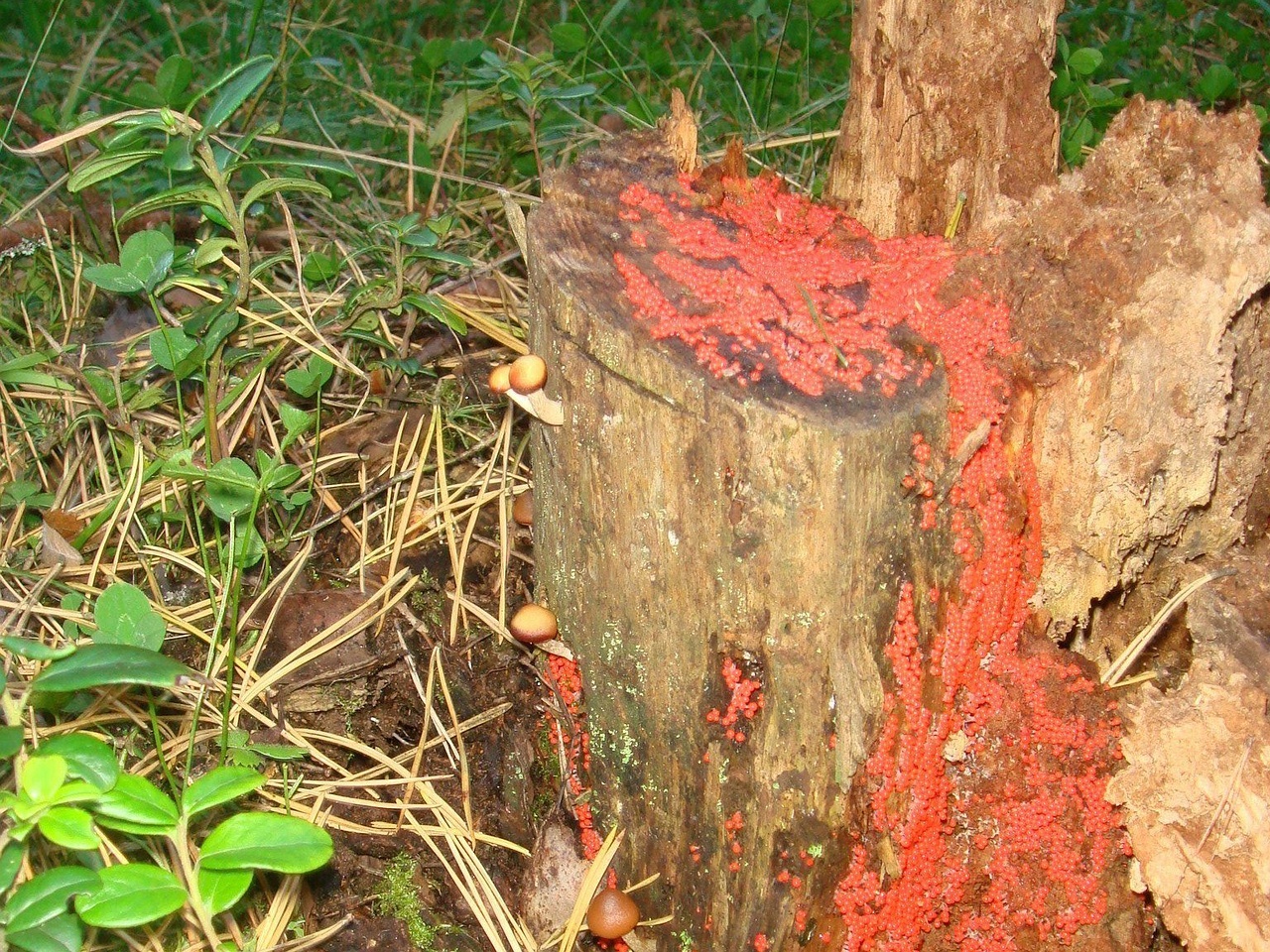 fungi-0000988