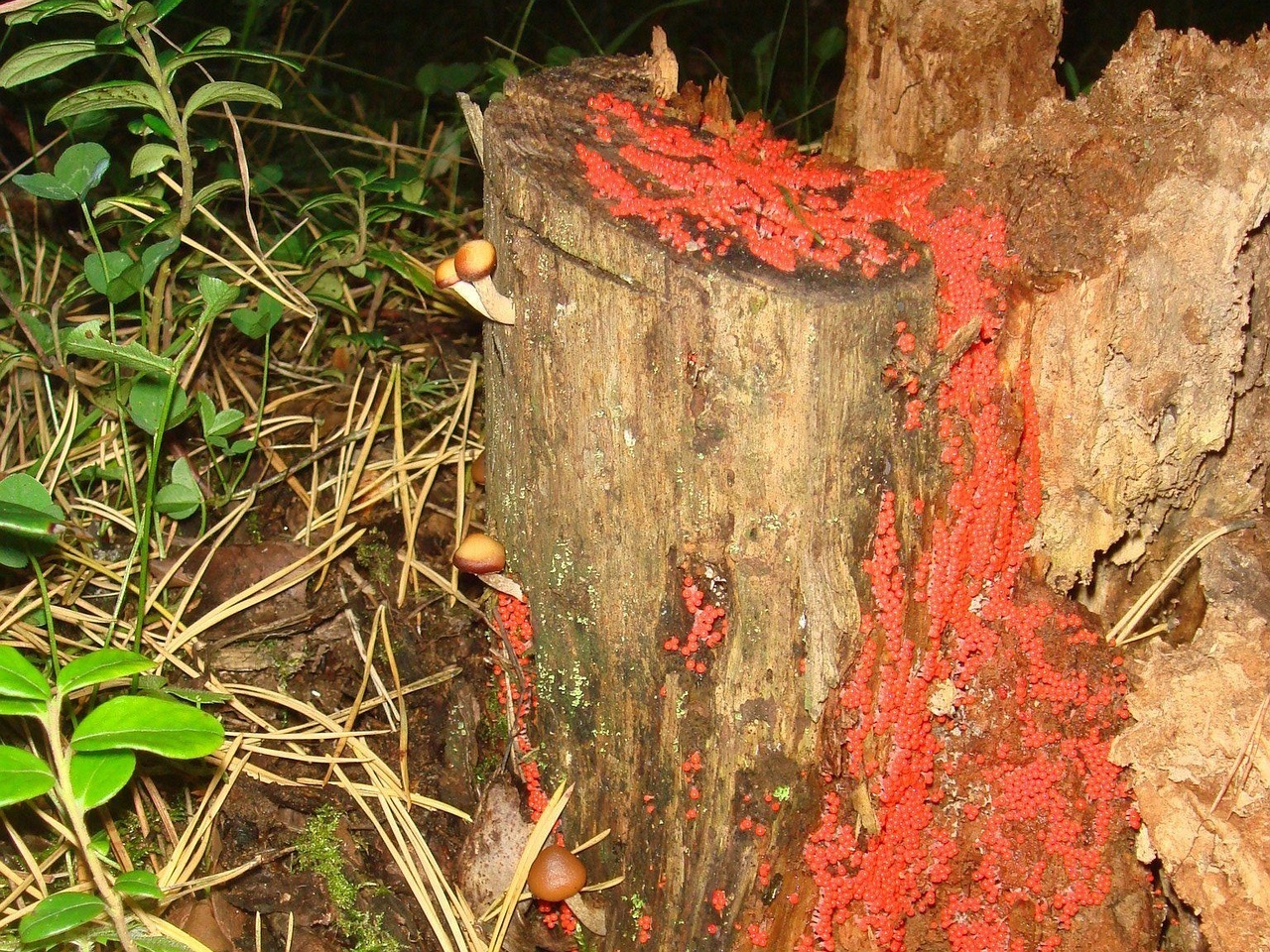 fungi-0000989