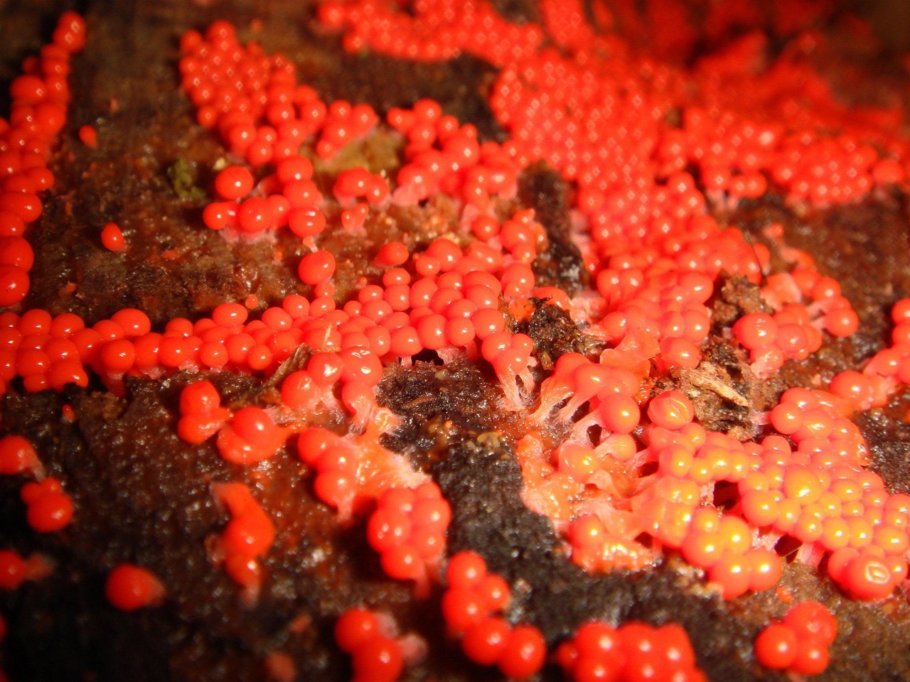 fungi-0000990