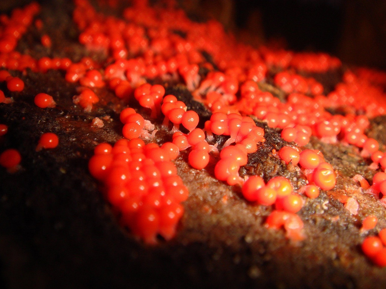 fungi-0000992