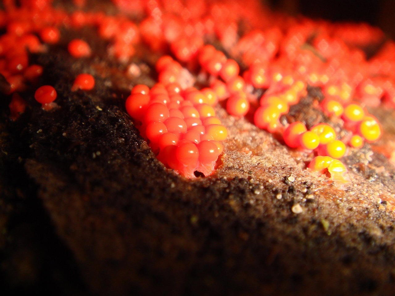 fungi-0000993