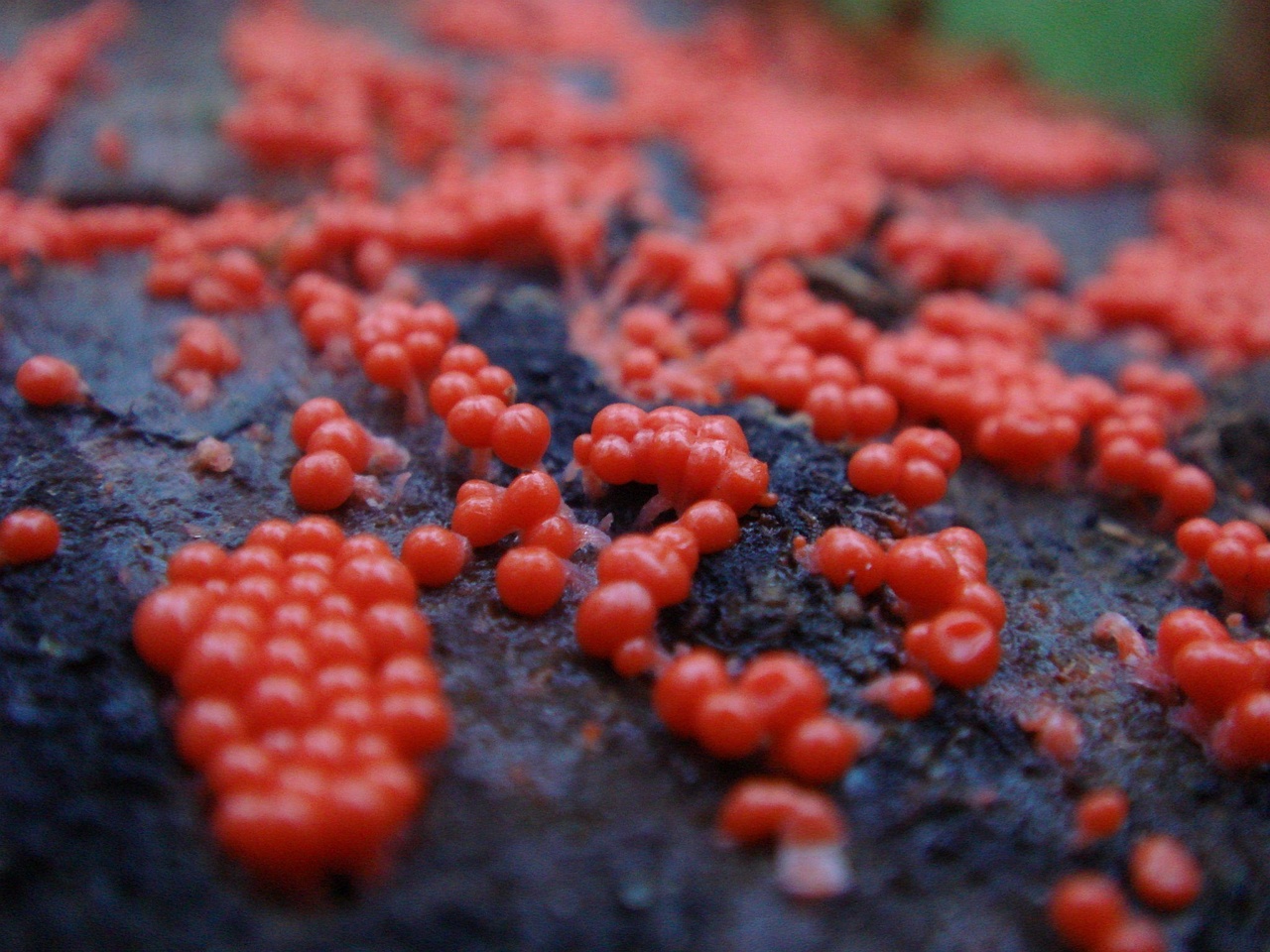 fungi-0000994