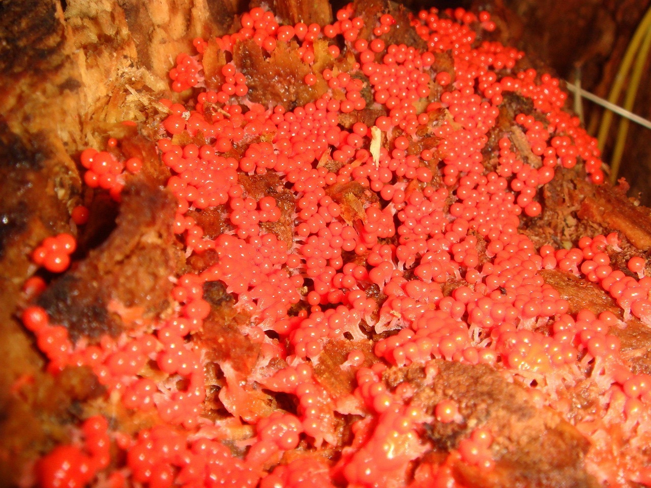 fungi-0000995