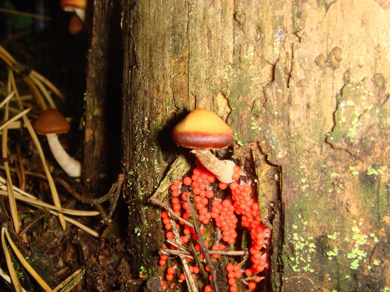 fungi-0000999