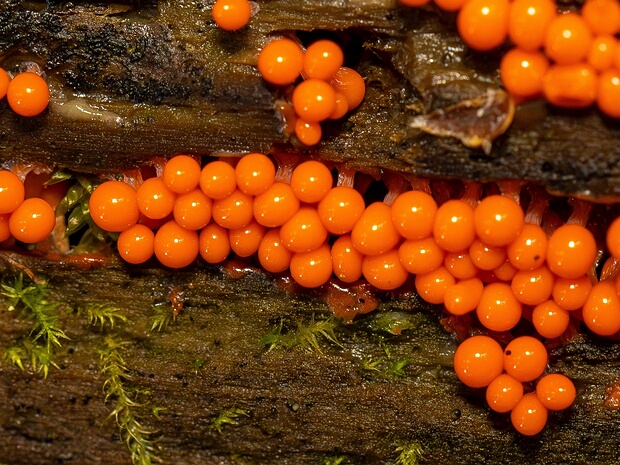 Гемитрихия обманчивая - Hemitrichia decipiens