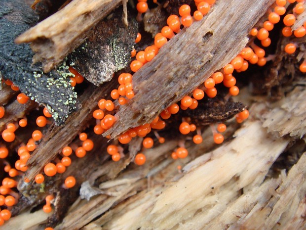 Трихиевые - Trichiaceae Trichiaceae is a family of plasmodial slime molds in the order Trichiales.