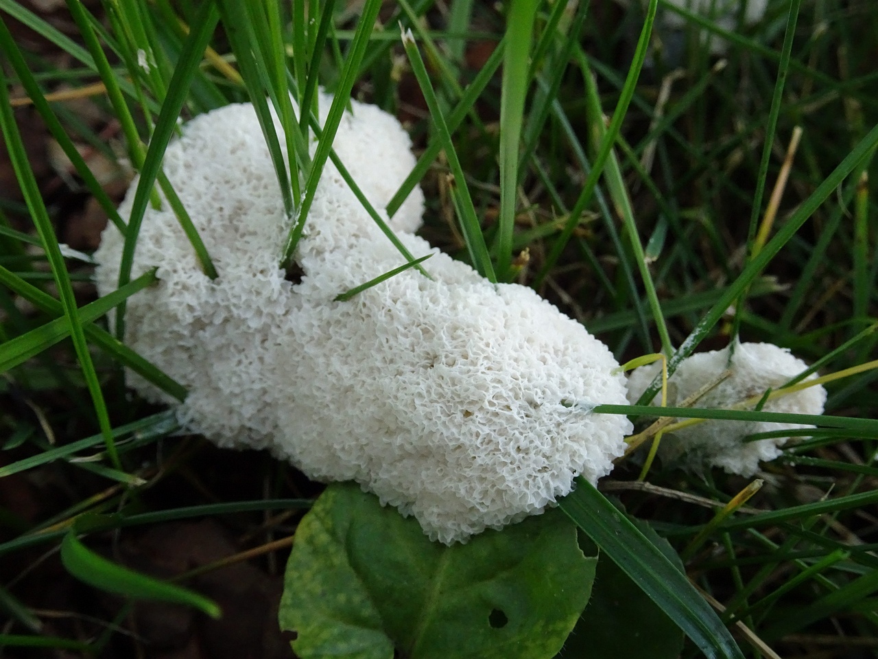 DSC00411