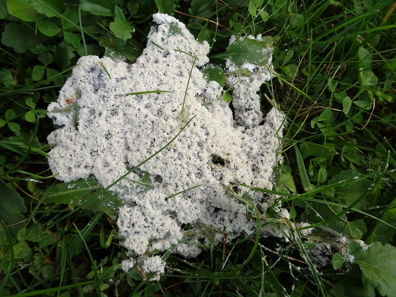 DSC00413