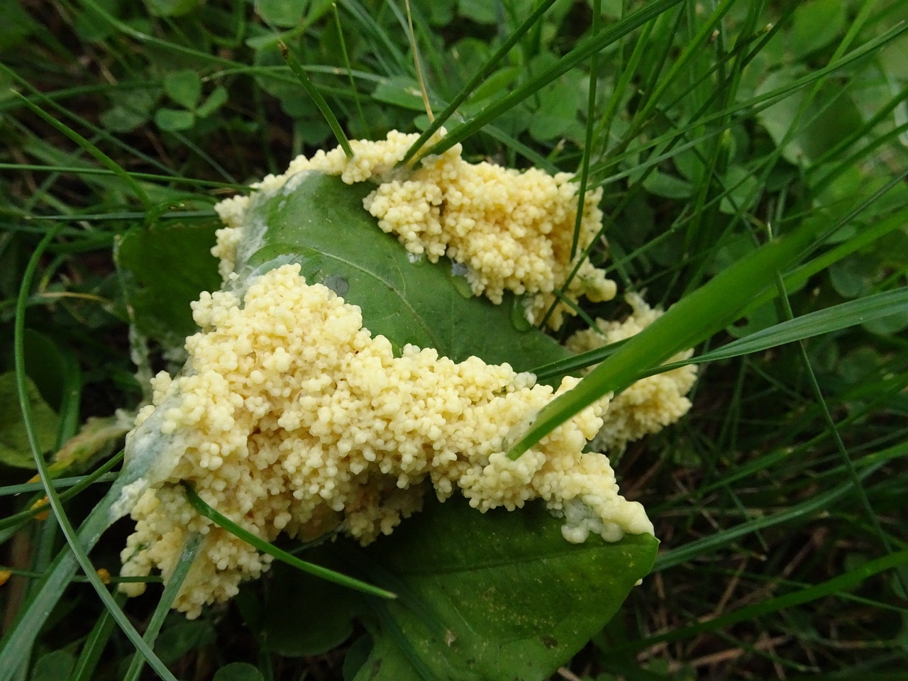 DSC00425