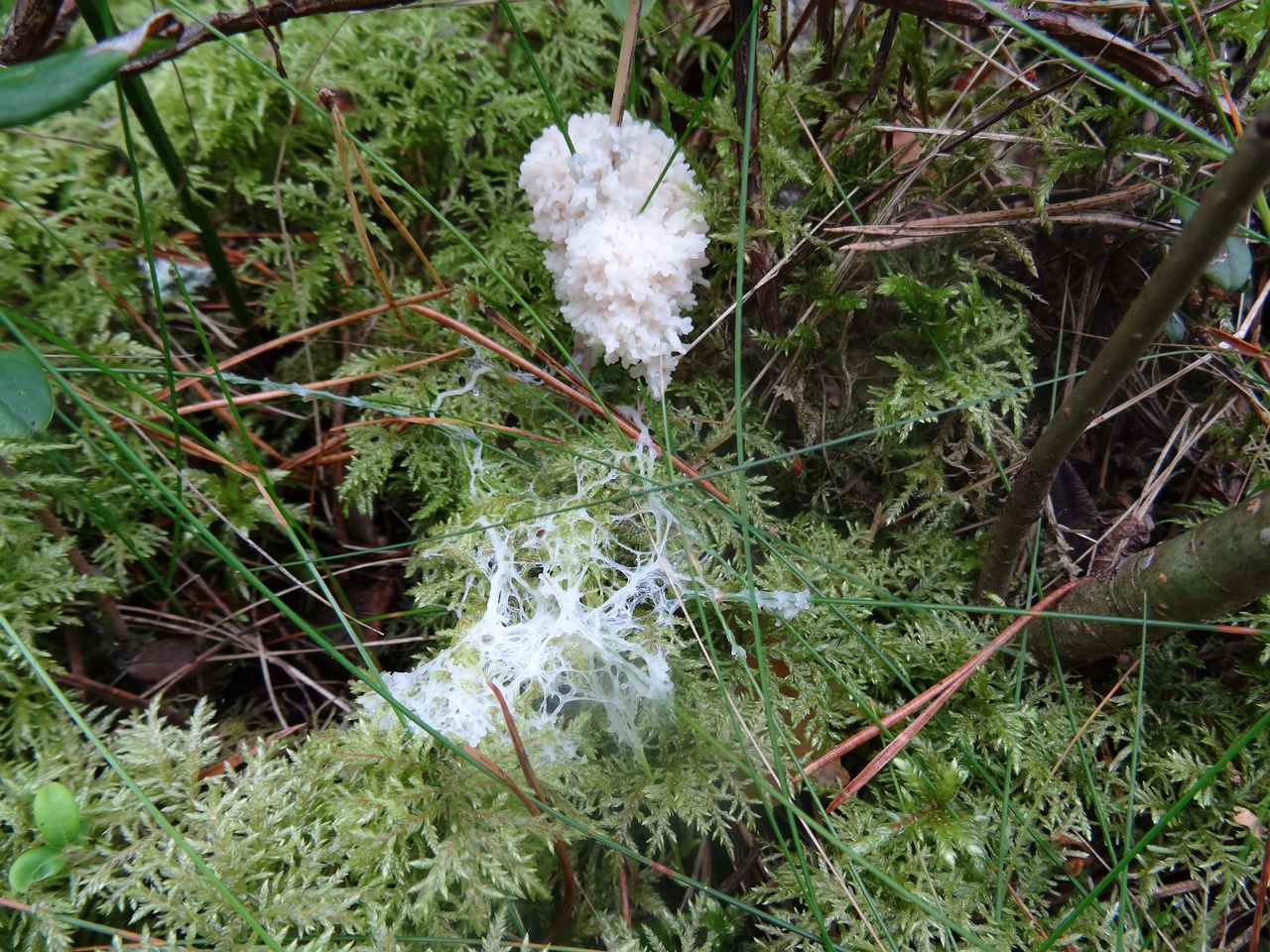 fungi-0000007