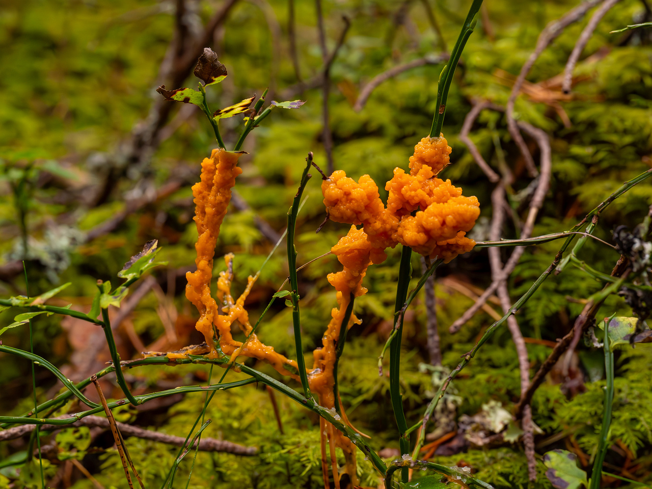 physarum-rubiginosum_2024-10-06_1-1