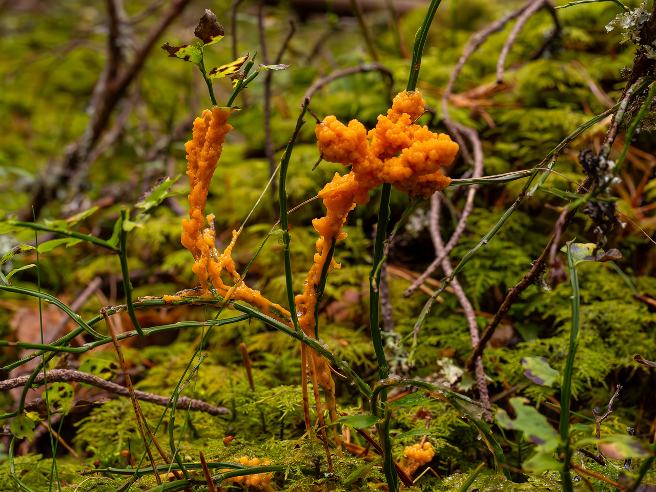 physarum-rubiginosum_2024-10-06_1-2