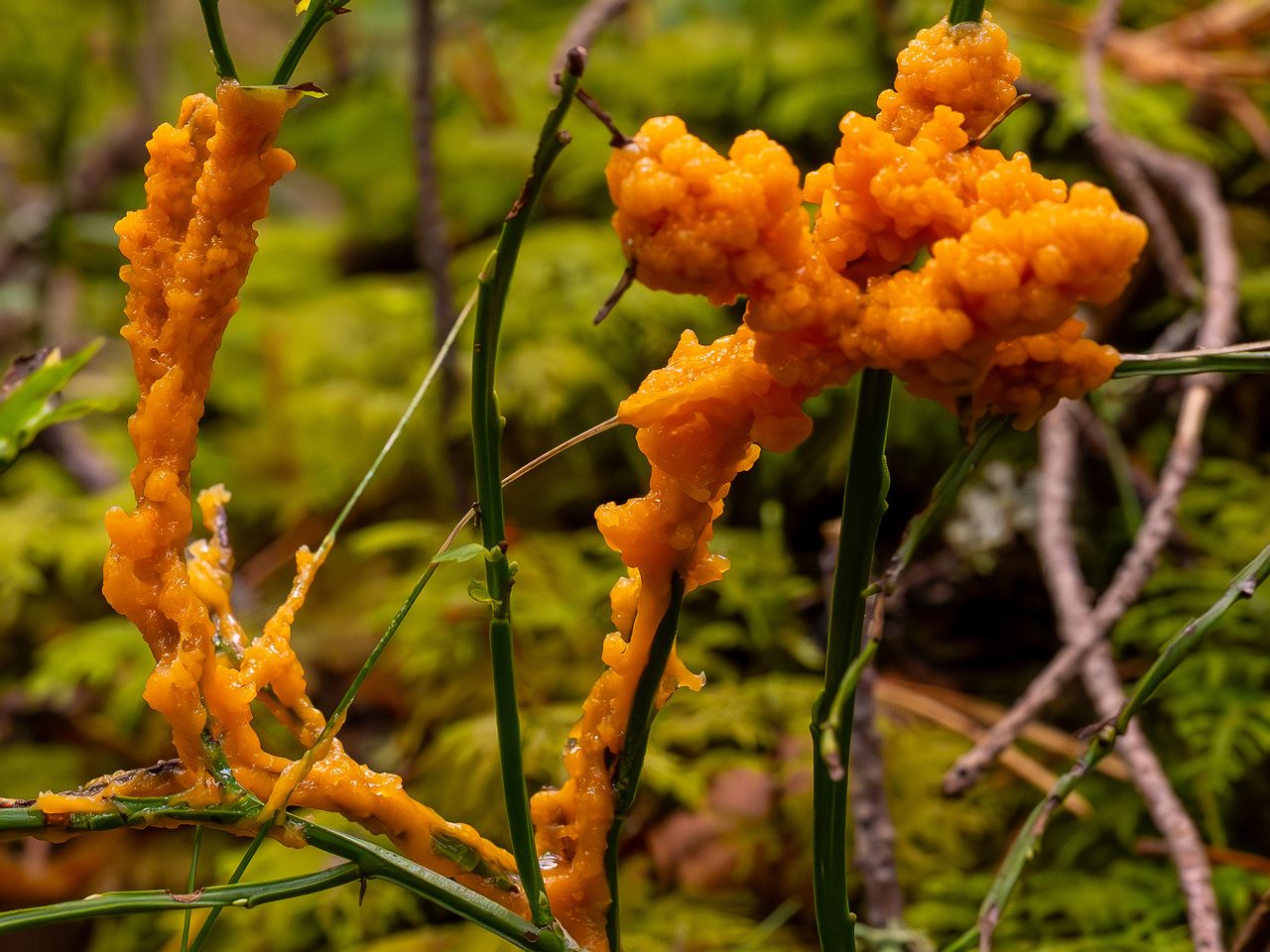 physarum-rubiginosum_2024-10-06_1-3