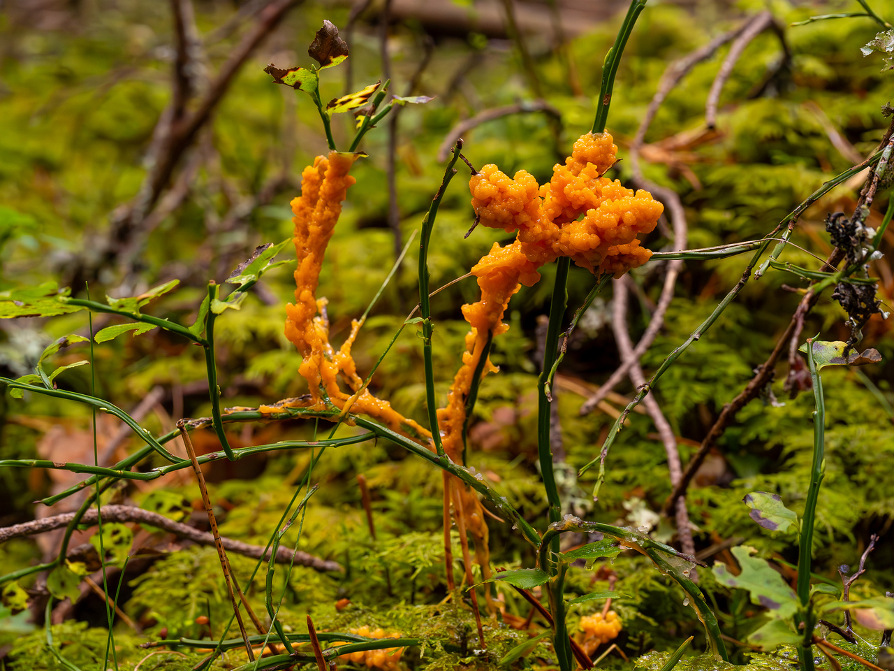 physarum-rubiginosum_2024-10-06_1-4