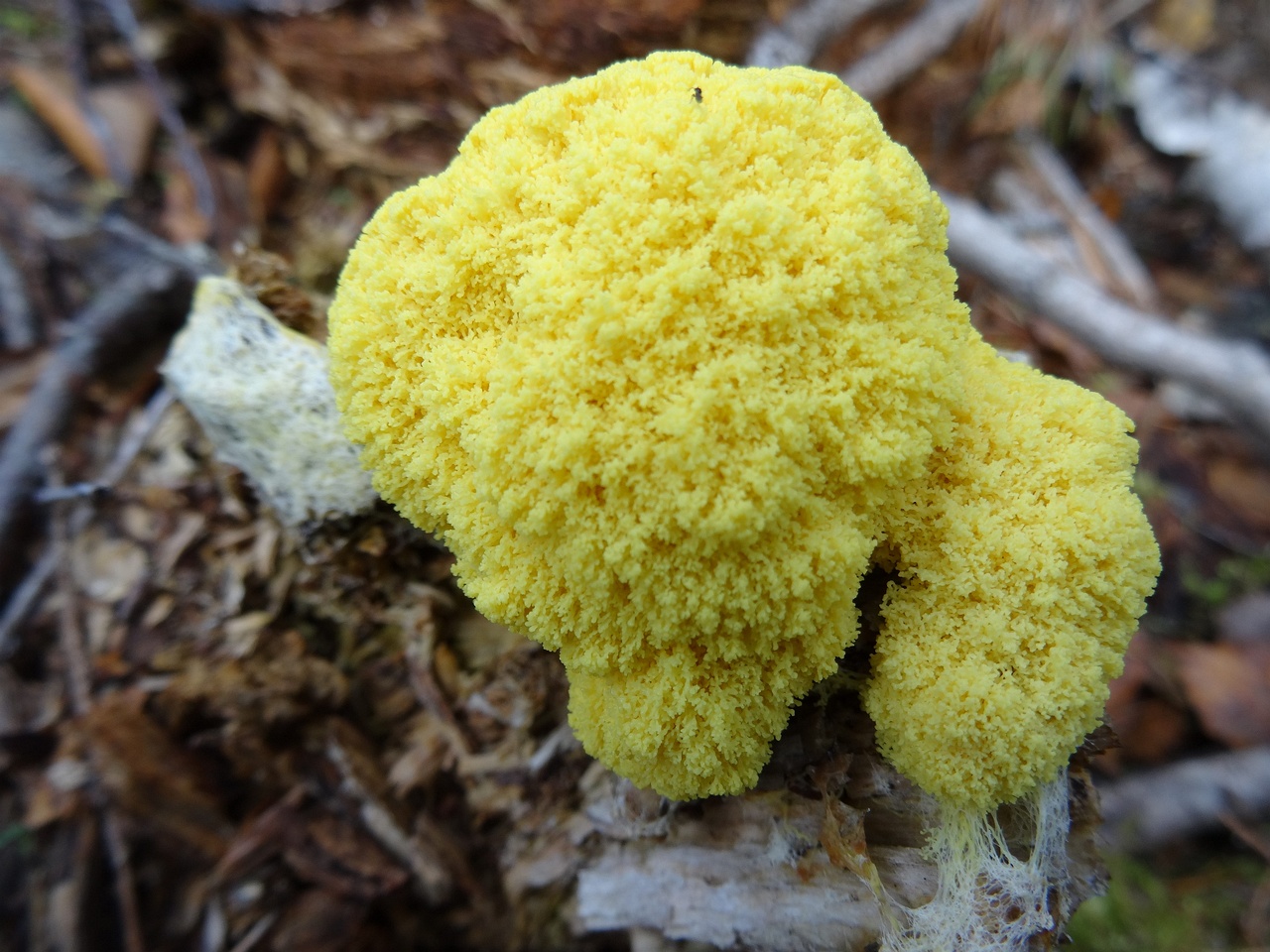 fungi-0000074