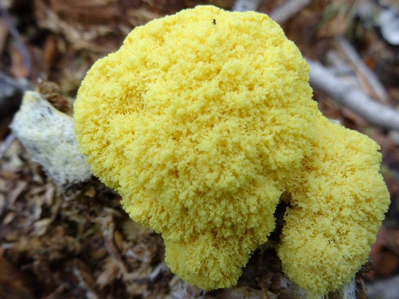 fungi-0000074_