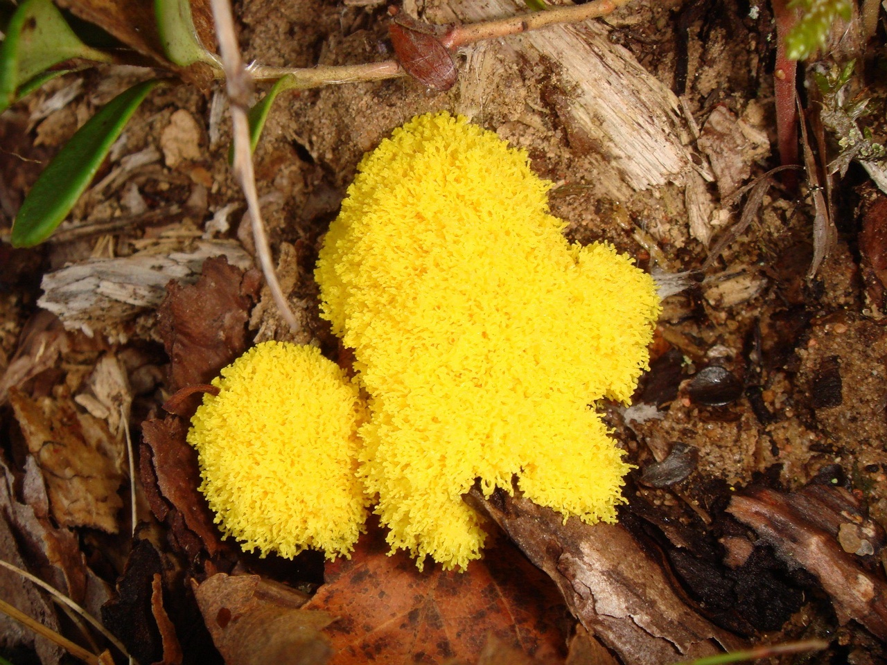 fungi-0003389
