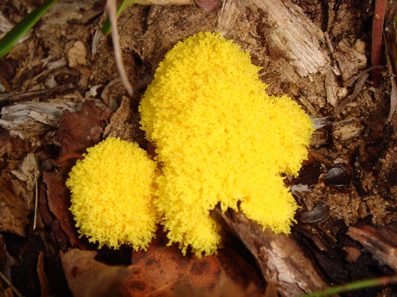 fungi-0003390