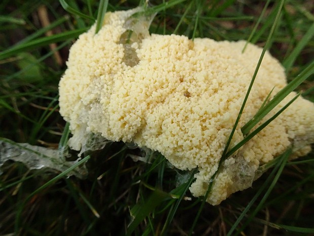 Дидимиумовые - Didymiacea Didymiaceae is a family of plasmodial slime molds in the order Physarales.