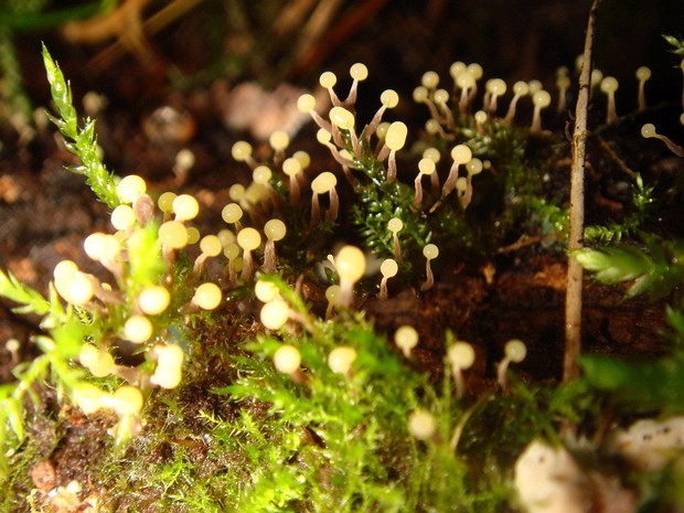 Лампродерматовые - Lamprodermataceae Lamprodermataceae is a family of slime molds in the order Physarales.