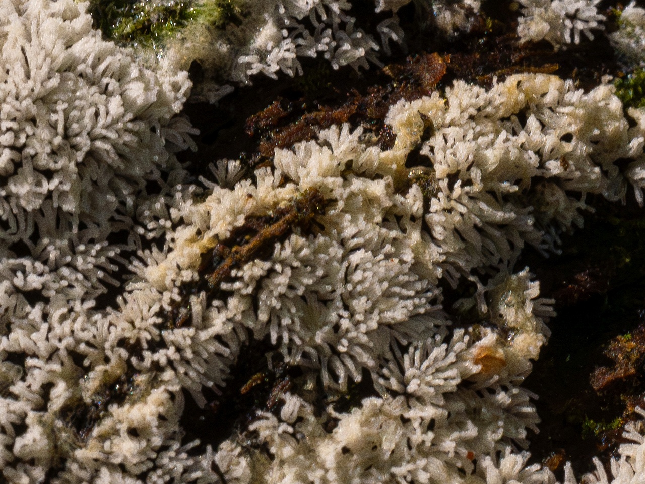 !ceratiomyxa-fruticulosa_1-5_