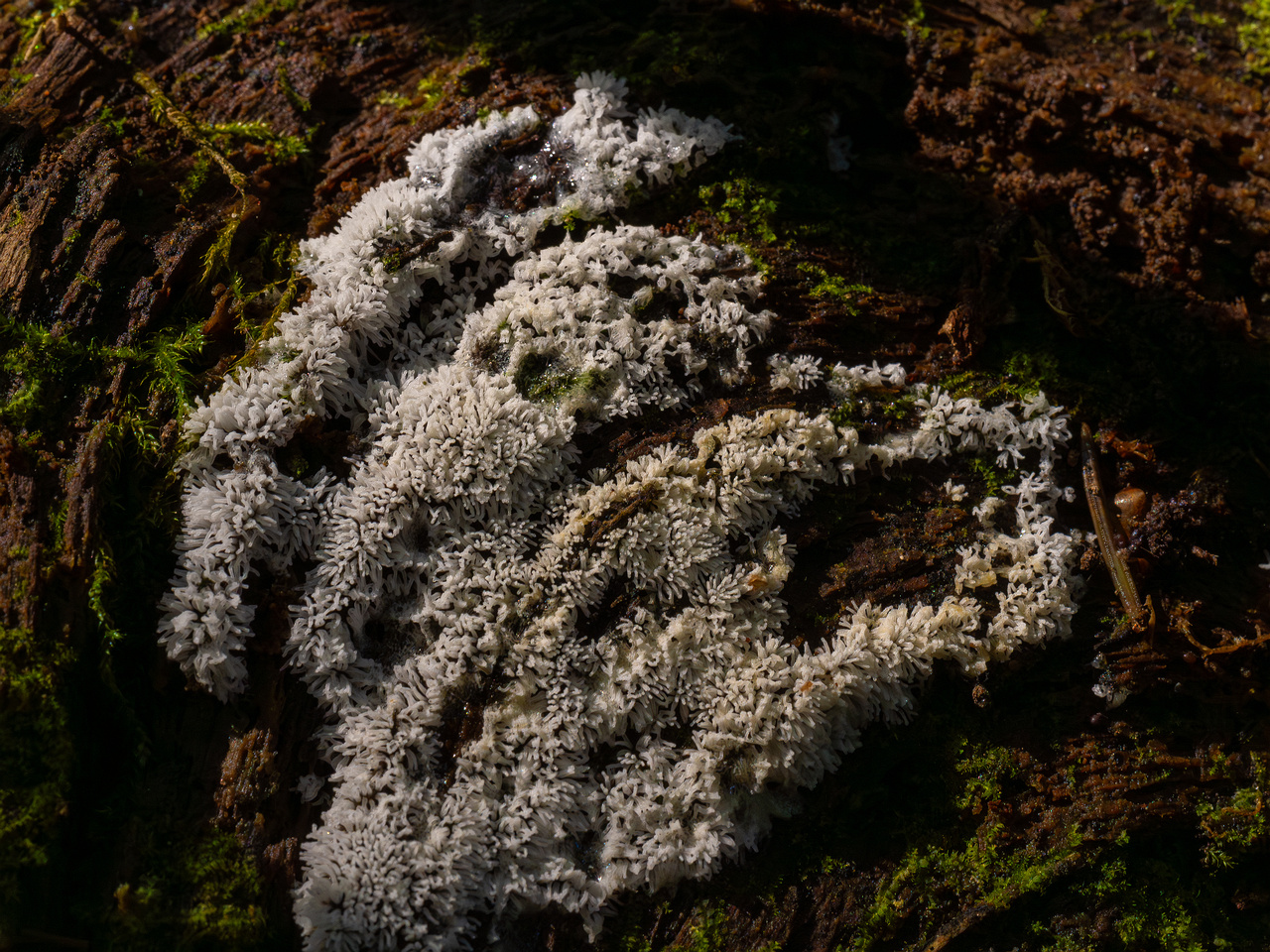 ceratiomyxa-fruticulosa_1-1