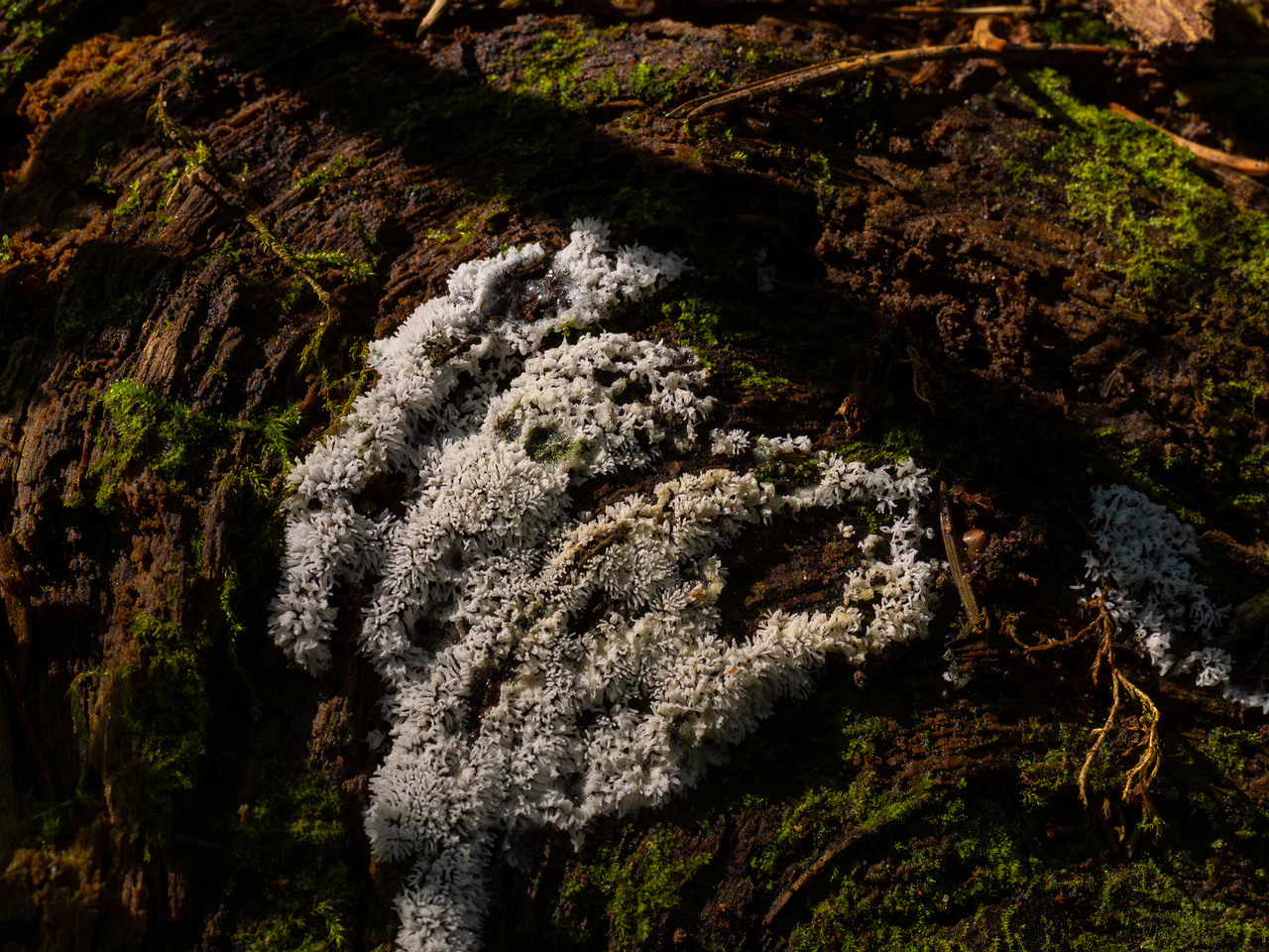 ceratiomyxa-fruticulosa_1-2