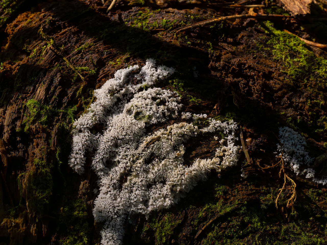 ceratiomyxa-fruticulosa_1-3