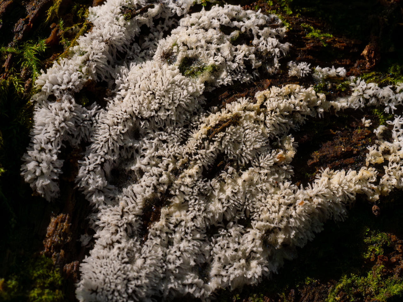 ceratiomyxa-fruticulosa_1-5