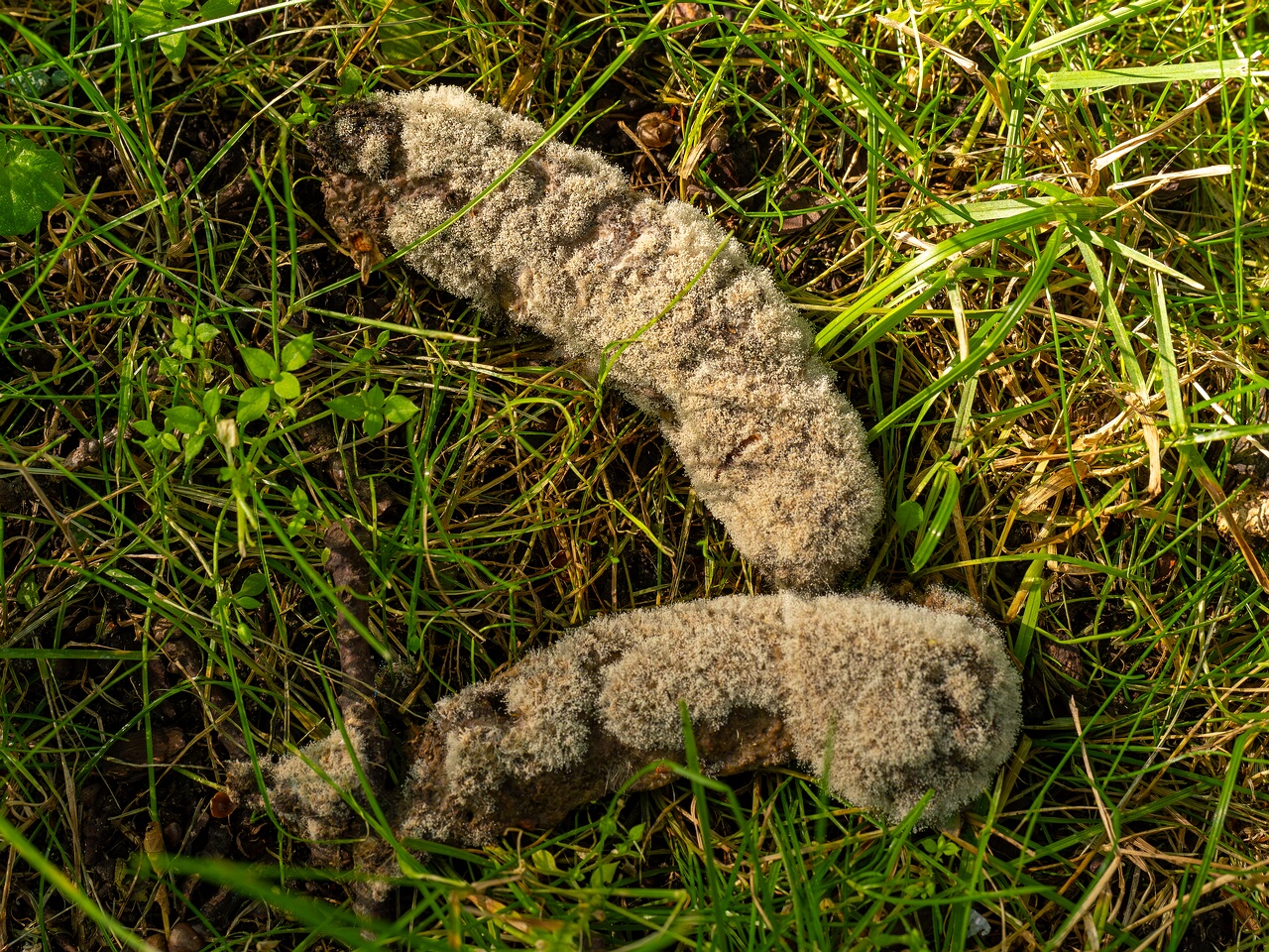 Mucor mucedo _2026-07-12_1-1