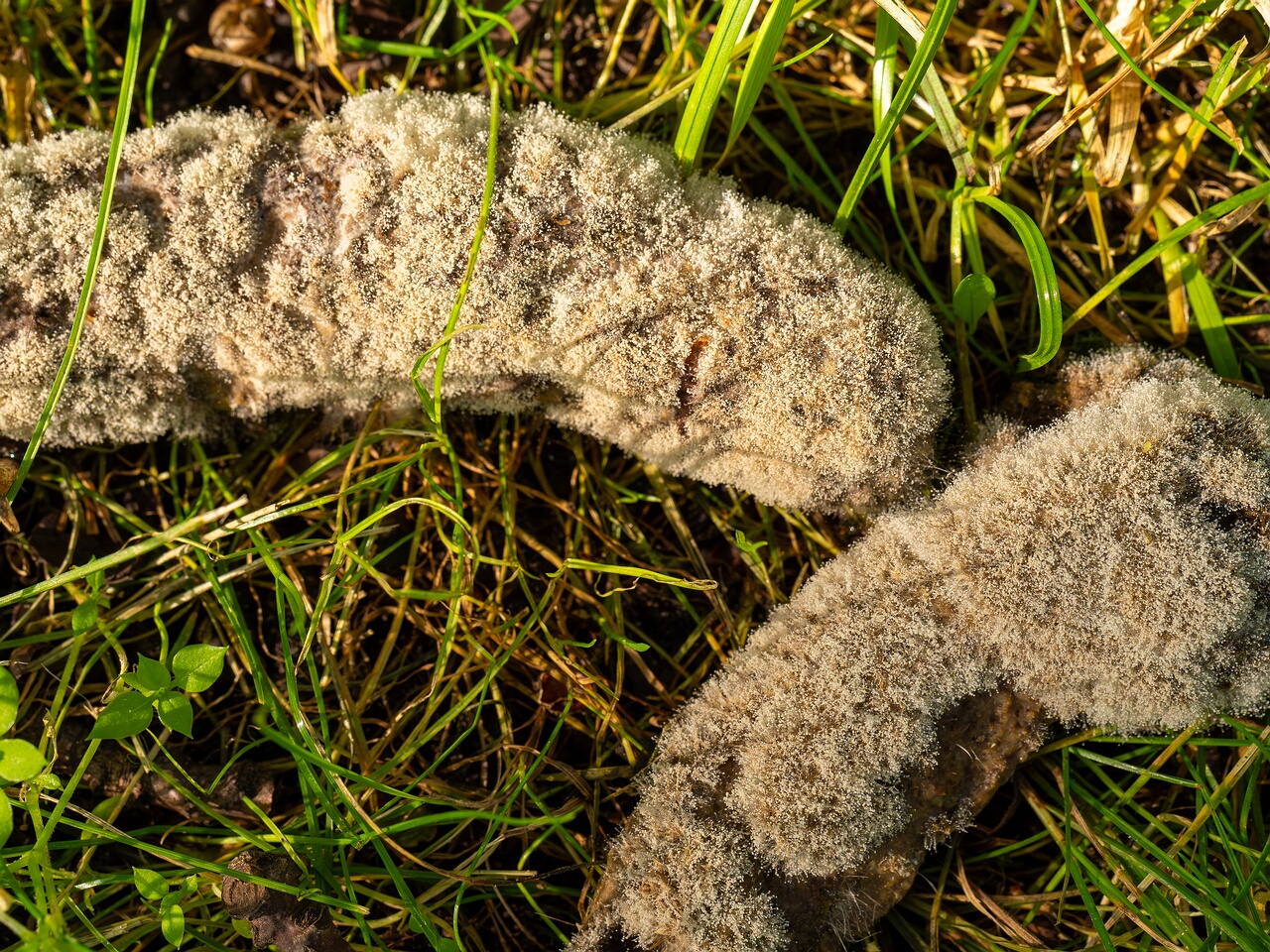 Mucor mucedo _2026-07-12_1-2