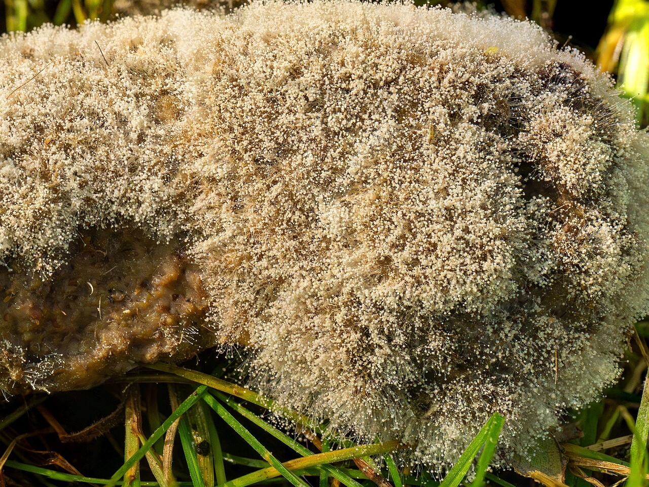 Mucor mucedo _2026-07-12_4