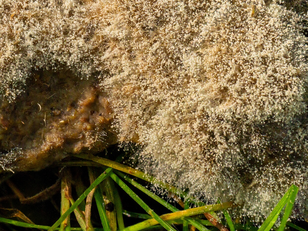 Мукоровые - Mucorales The Mucorales is the largest and best-studied order of zygomycete fungi. Members of this order are sometimes called pin...