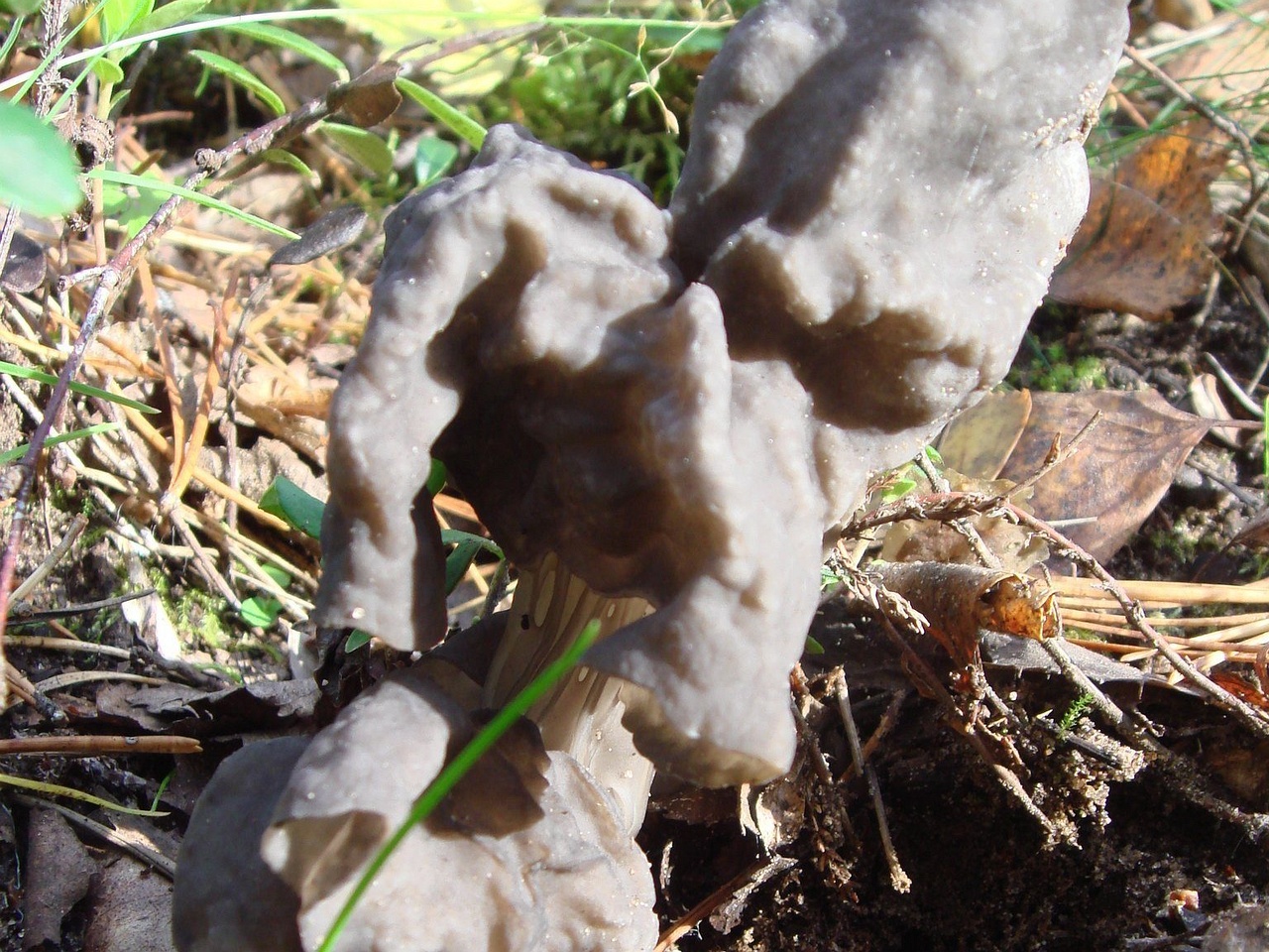 fungi-0004149