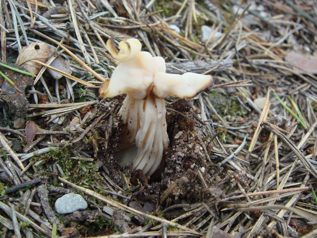 fungi-0000513