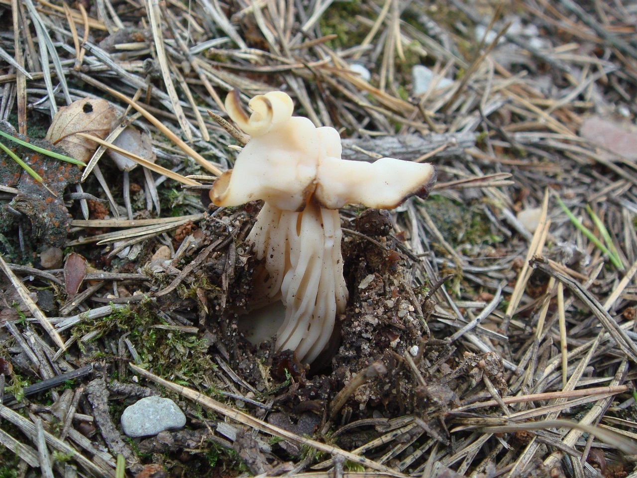 fungi-0000514