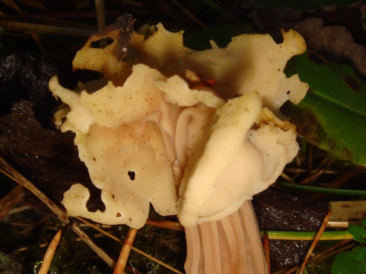fungi-0001779