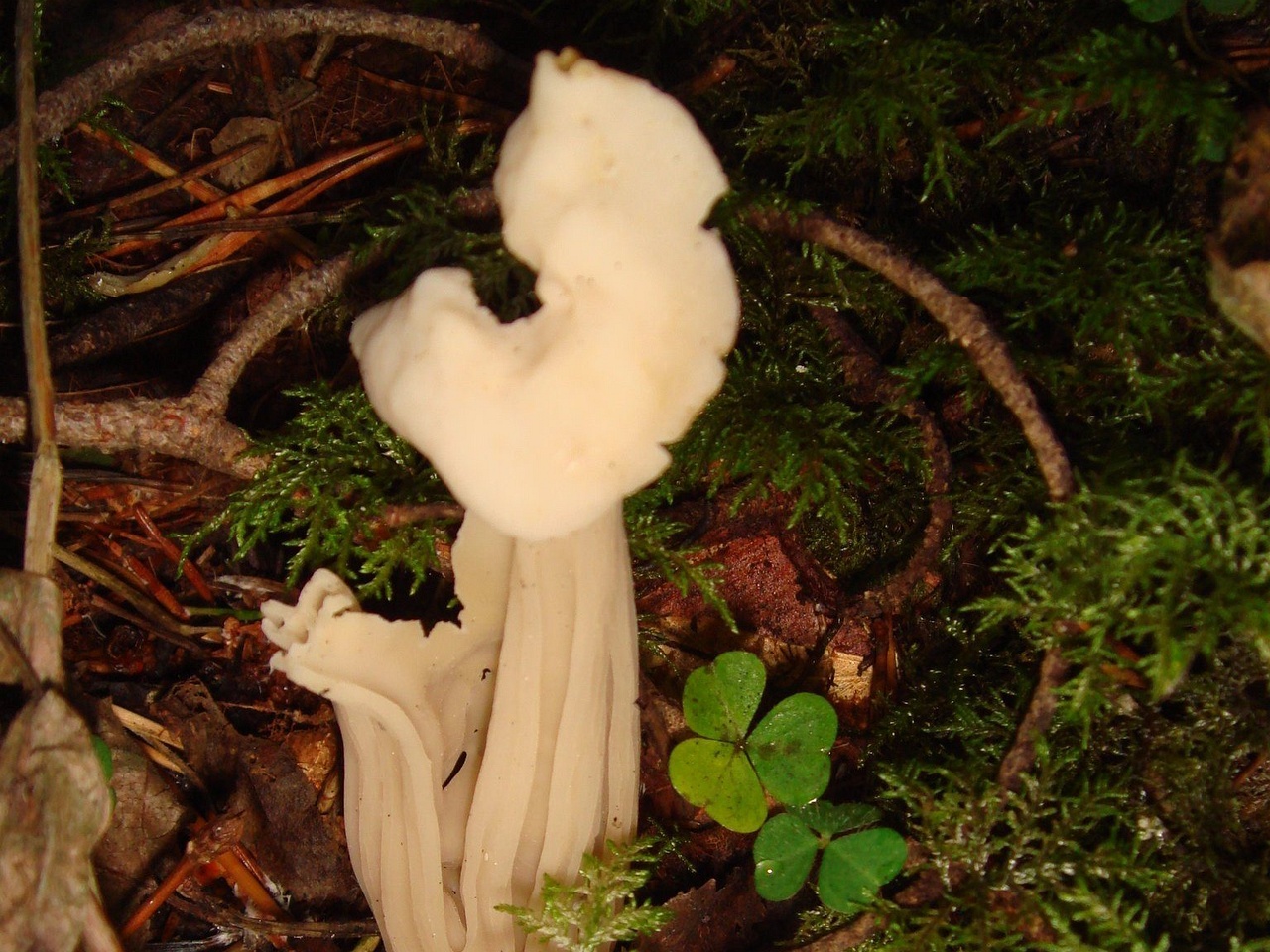 fungi-0003976
