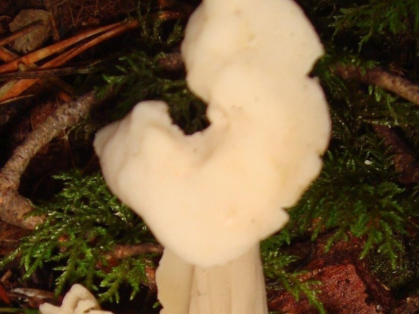 fungi-0003976_