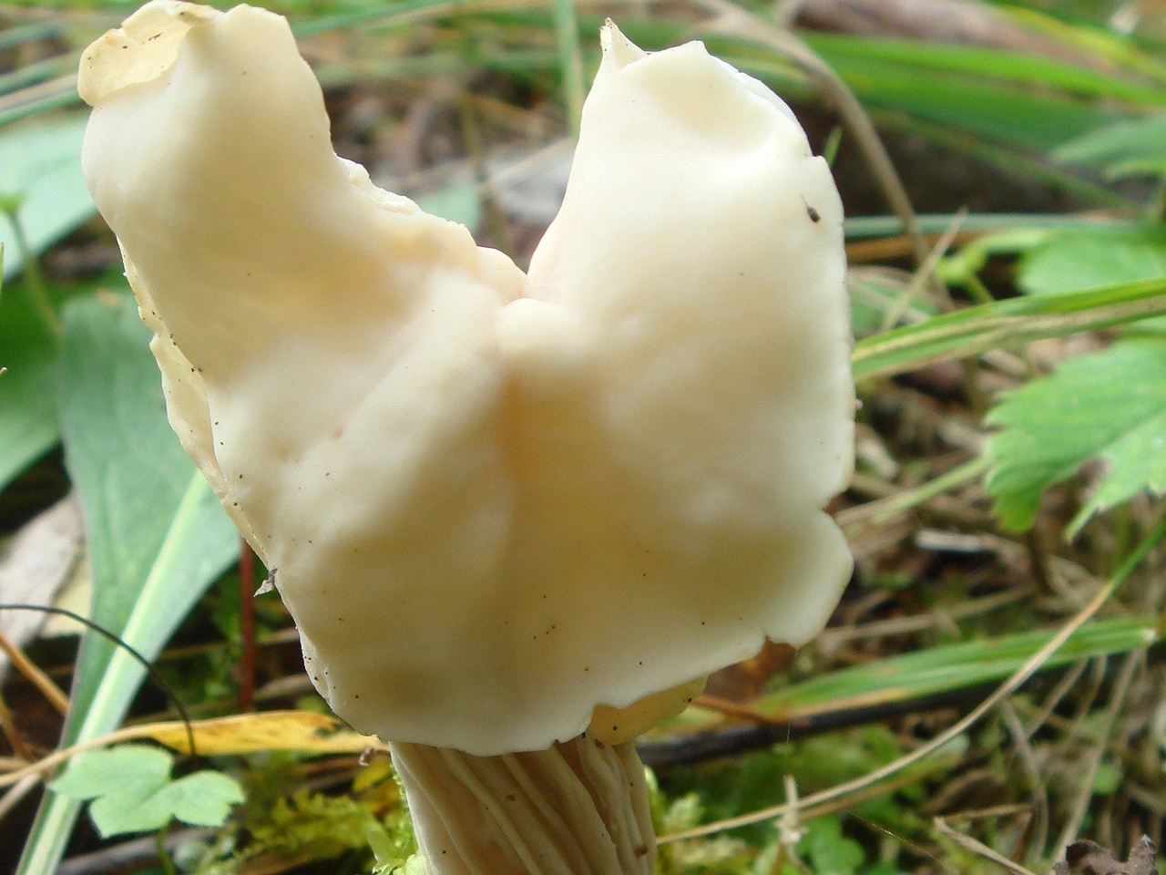 fungi-0004767